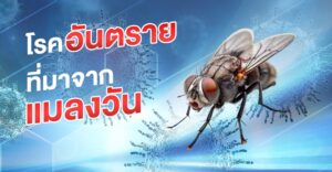 โรคร้ายจากแมลงวัน
